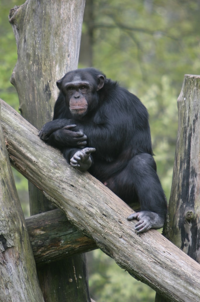 Physical characteristics  Chimpanzees