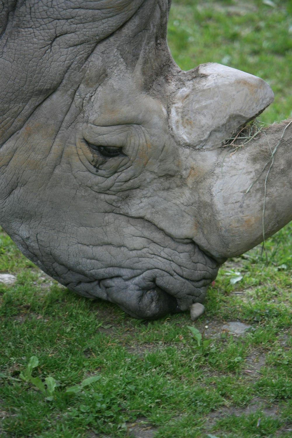 a rhinoceros with its nose up