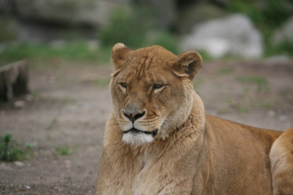 a lion lying down