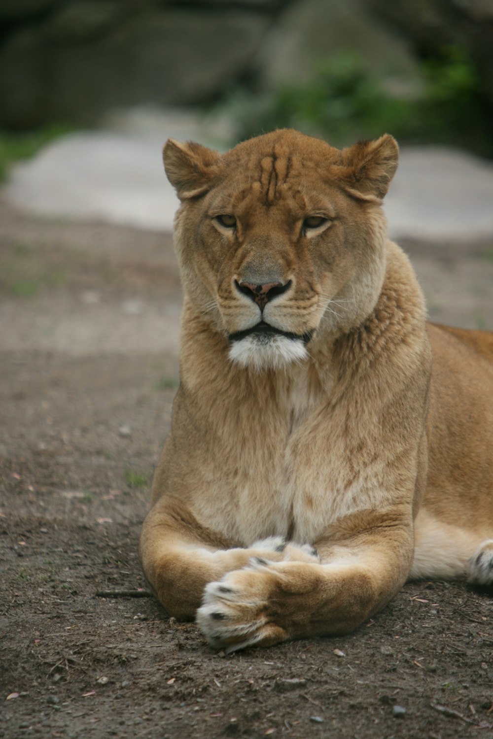 a lion lying down