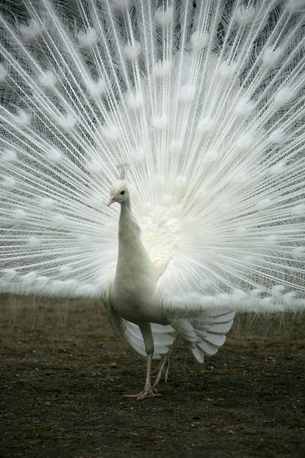 a white bird with feathers