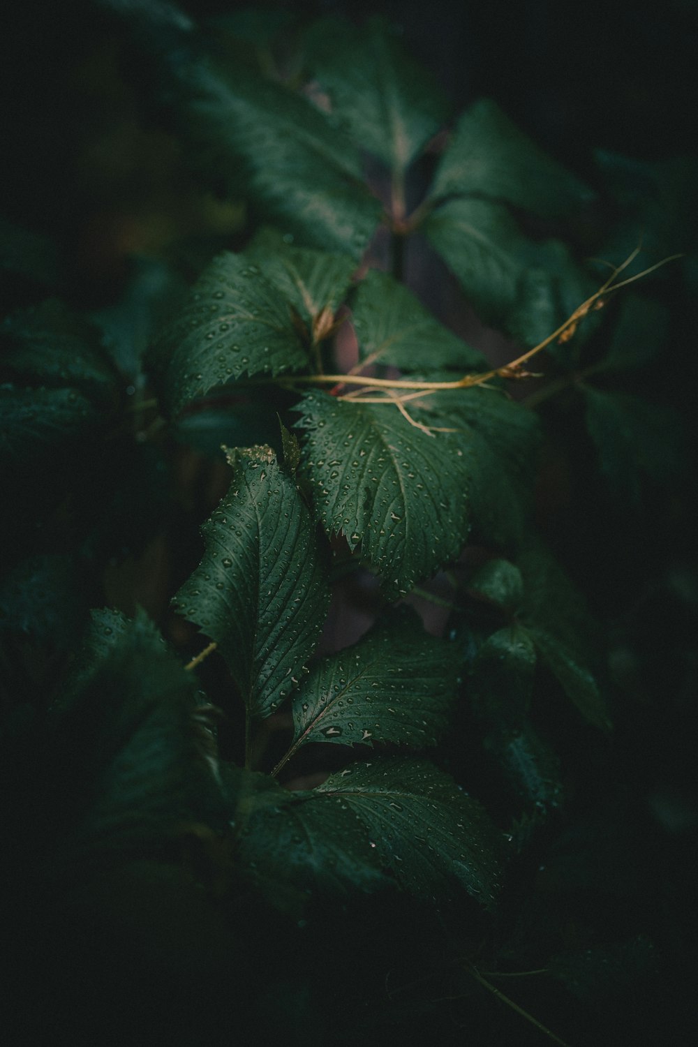 a close up of a plant