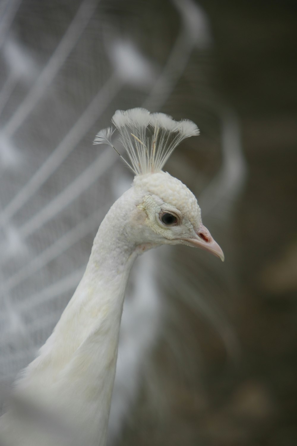 a white bird with a long neck