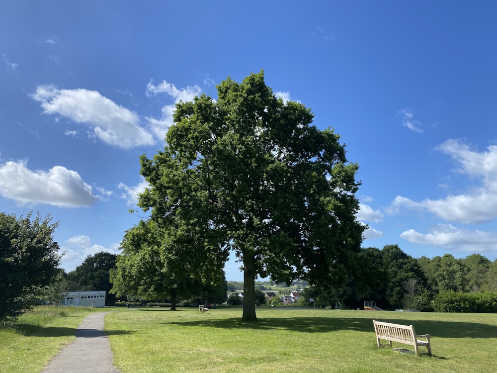 a tree in a park