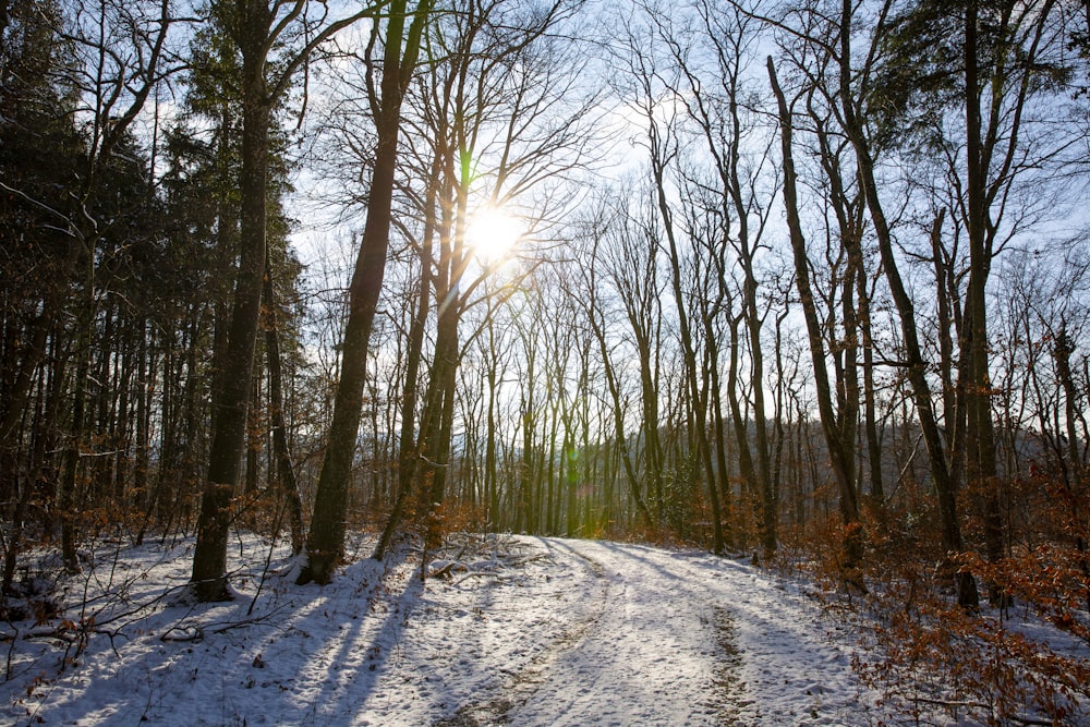 a snowy road with trees on either side of it