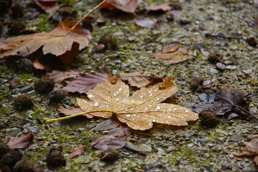 a yellow leaf on the ground