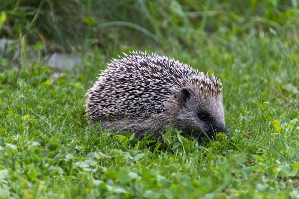 a hedgehog in the grass