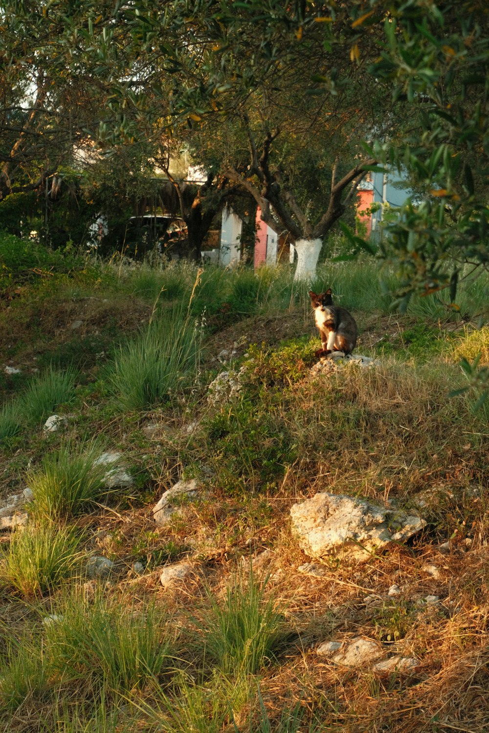 a cat sitting in a yard