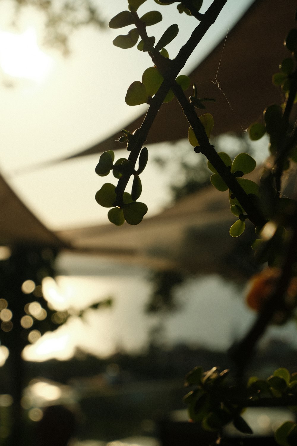 a tree with green berries