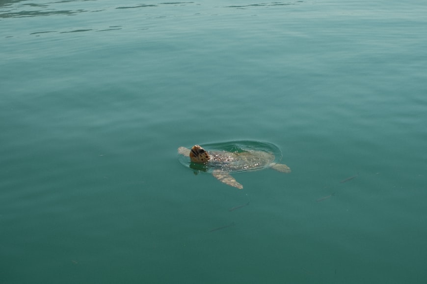 Żółw morski na Kefalonii