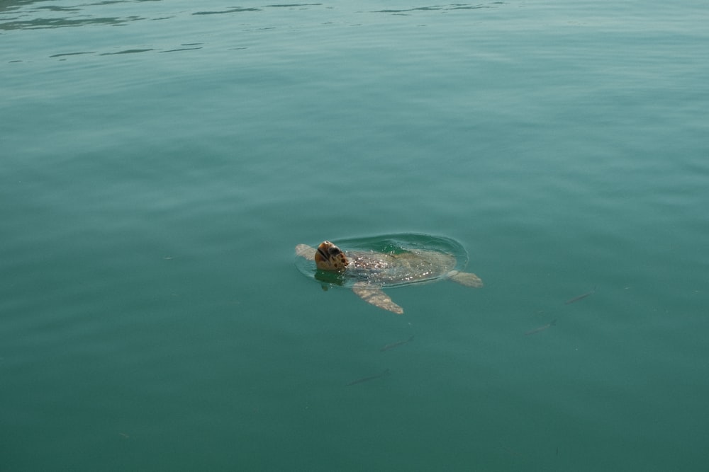 a dog swimming in water