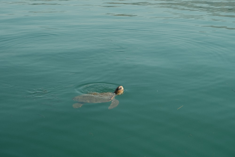 a duck swimming in the water