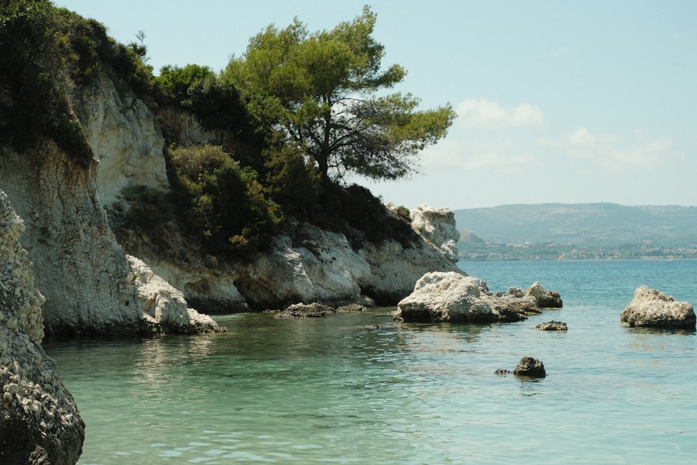 a rocky beach with a tree