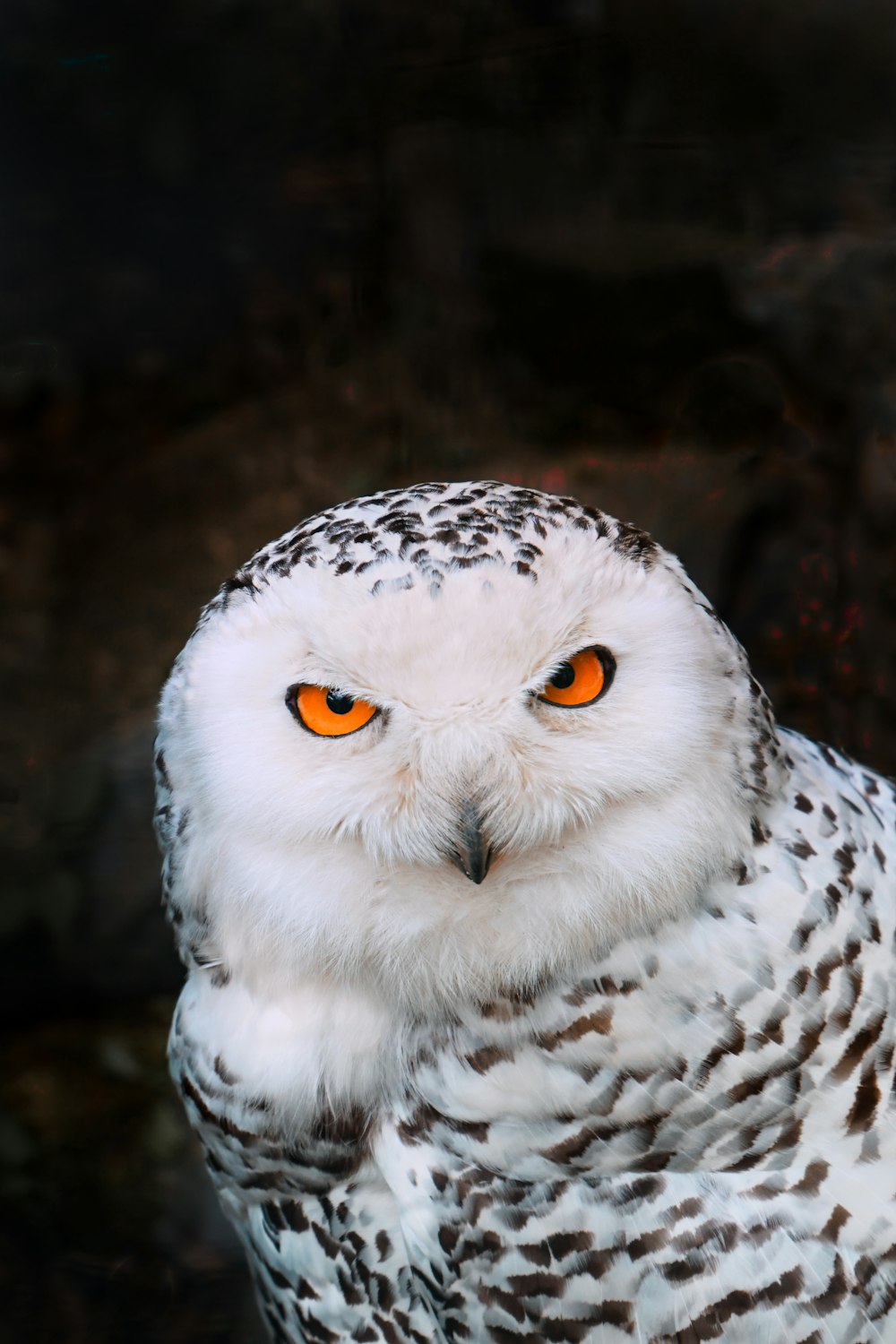 a white owl with orange eyes