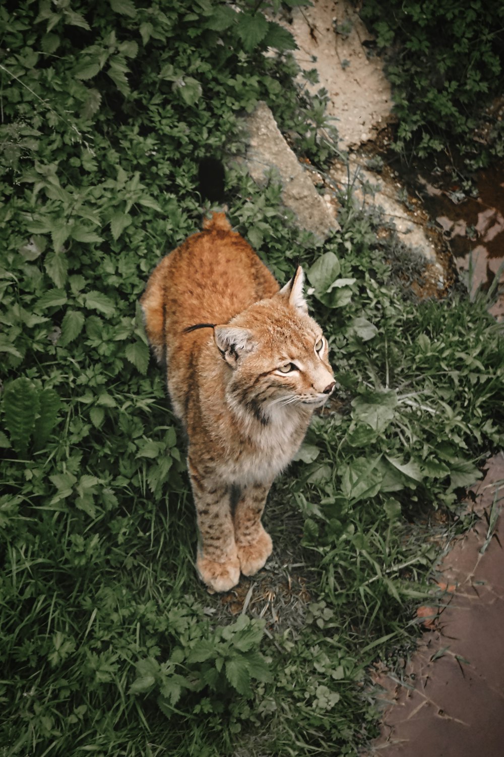 a tiger walking through a forest