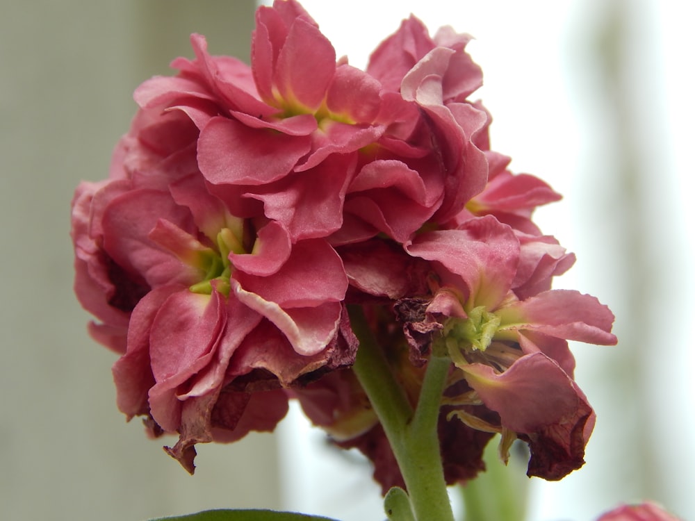 a close up of a flower