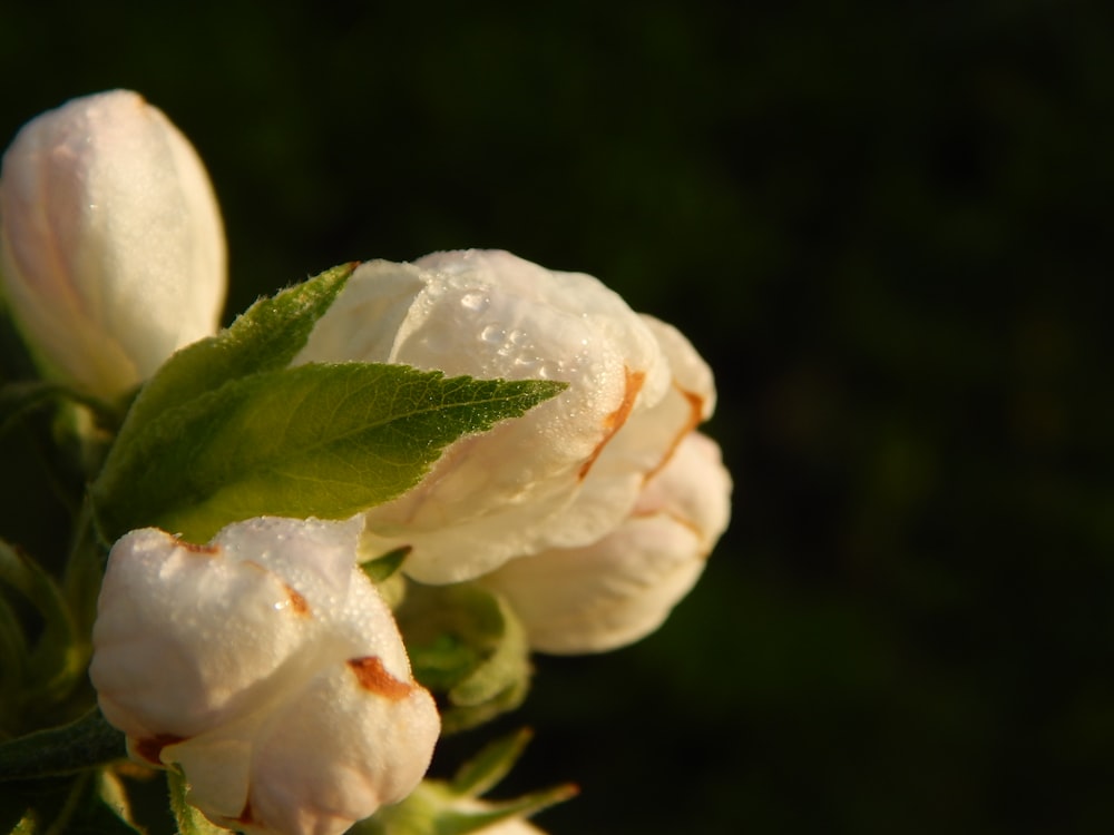 a close up of a flower