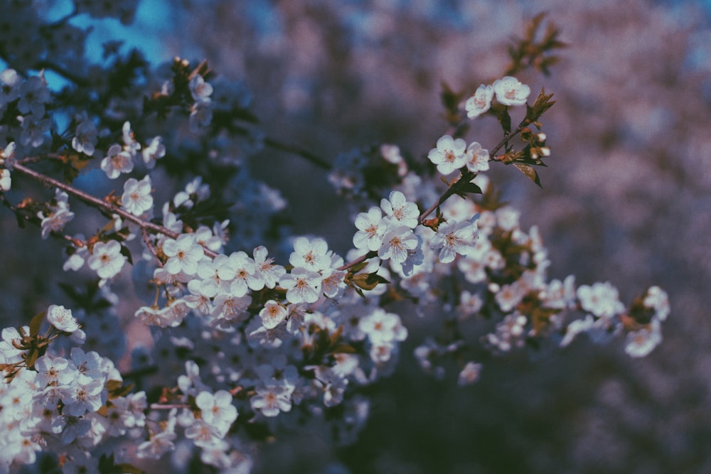 a close up of flowers