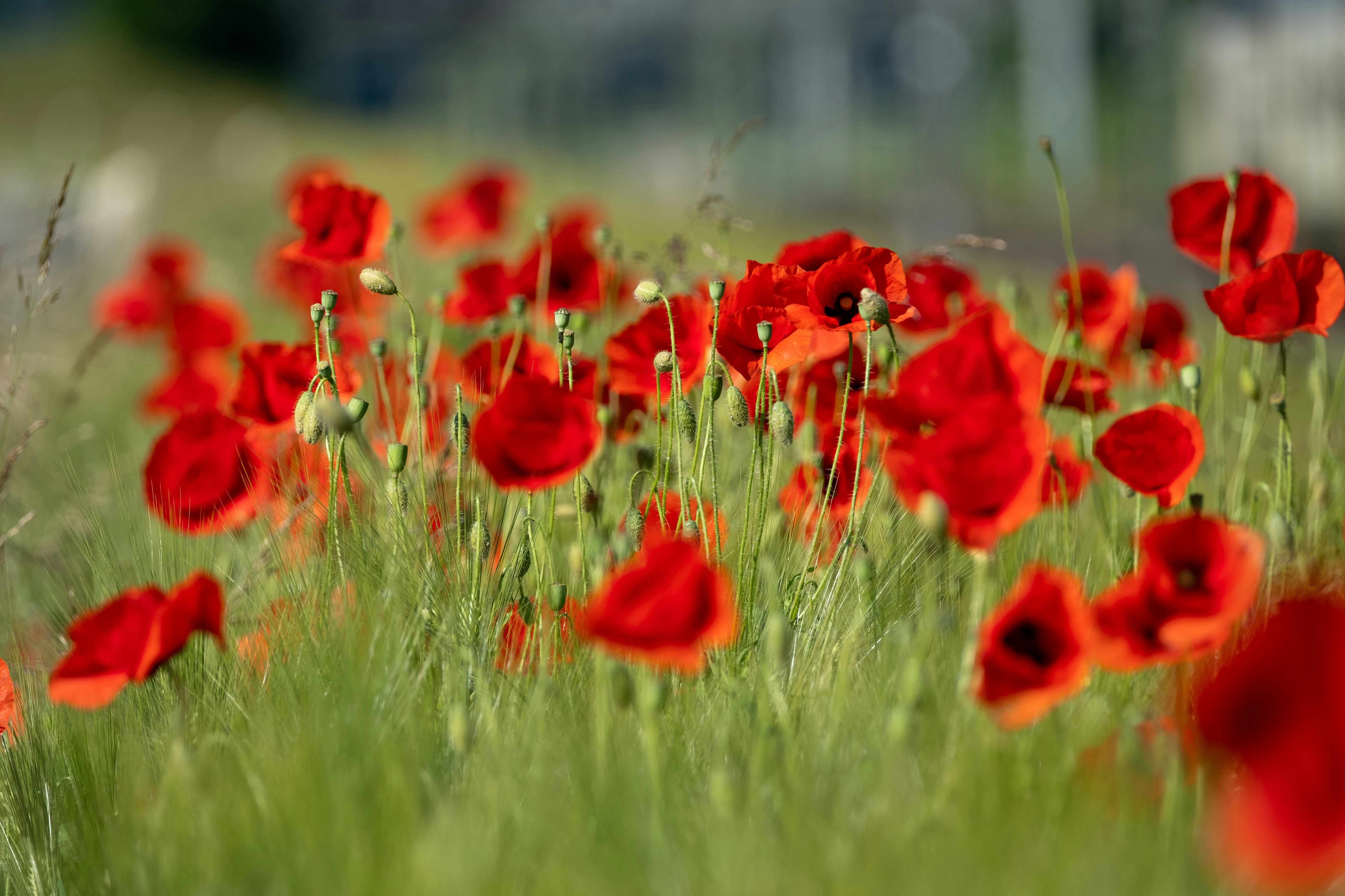 Photo by fabianbetto