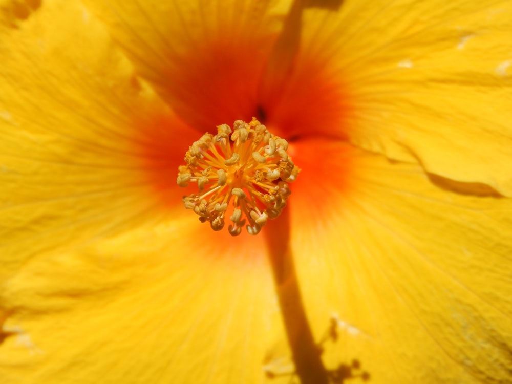 a close up of a flower