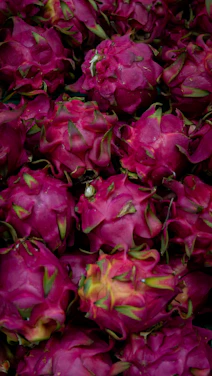 Close-up of ripe dragon fruits hanging on lush green vines under bright sunlight.