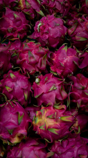 Close-up of ripe dragon fruits hanging on lush green vines under bright sunlight.