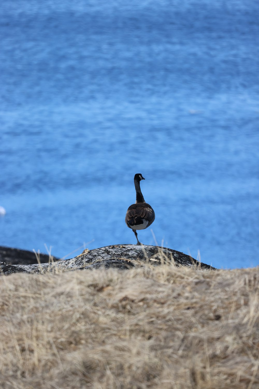 a bird standing on a rock by the water