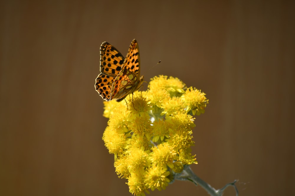 a butterfly on a flower