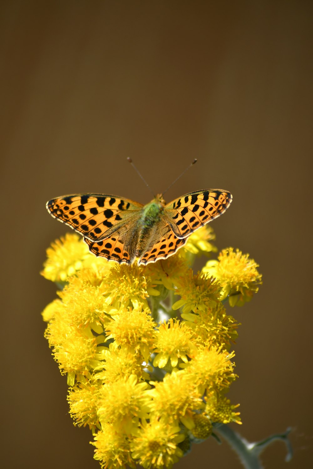 a butterfly on a flower