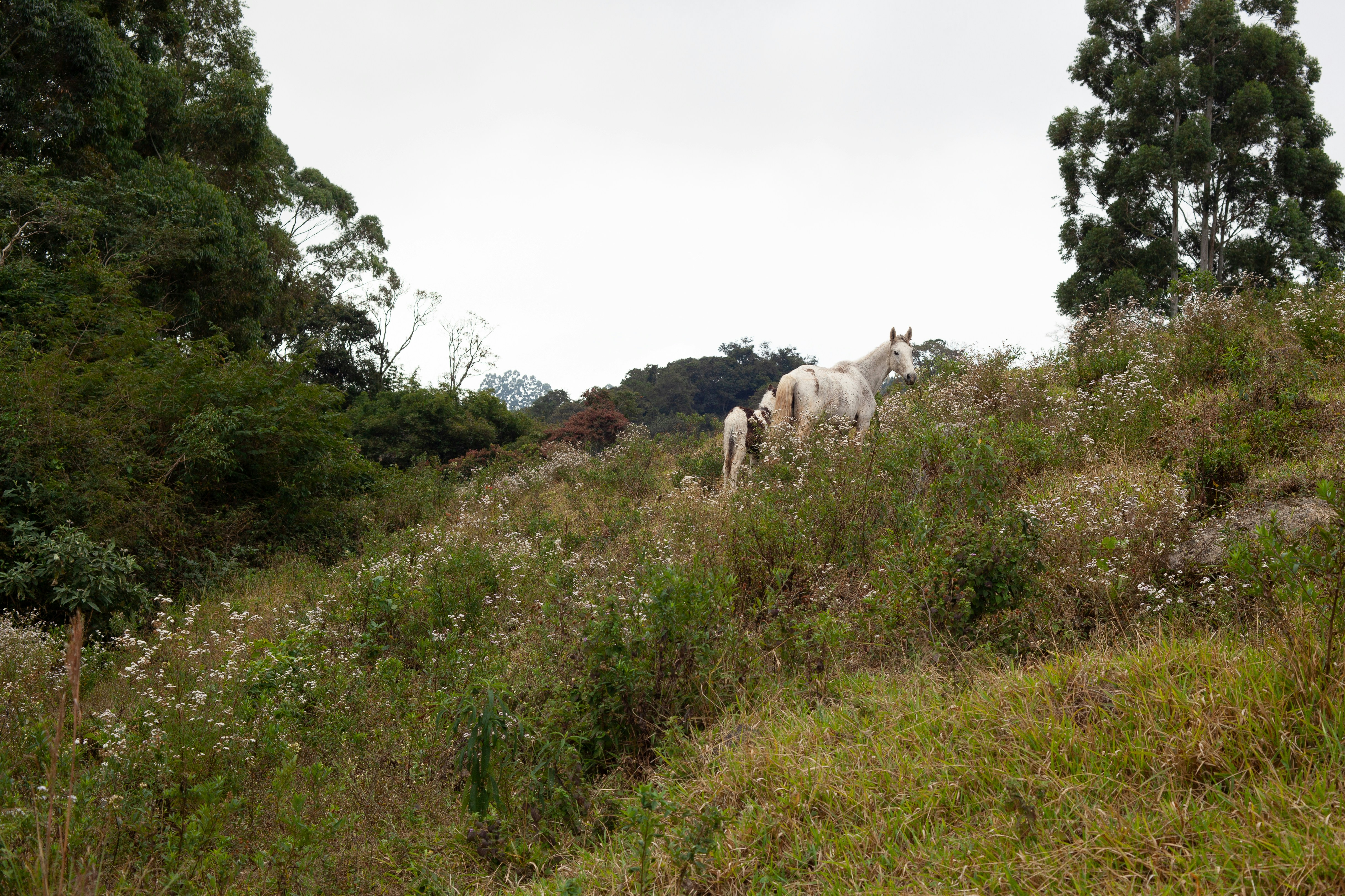 This photo archive is supported by Projeto Café Gato-Mourisco from Associação Embaúba - an eco-activism project that’s goals offer free biodiversity audiovisual content in agriculture coffee landscapes. If you wish to know us better, please visit our website cafegatomourisco.com. (embauba.org is in stage under developing) We apreciate a lot your visit here. Have fun! Regards, Pedro Lotti C. Dias