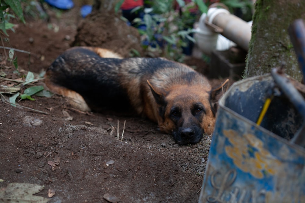 a dog lying in dirt
