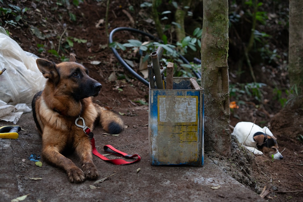 a dog on a leash sitting next to a dog lying on the ground