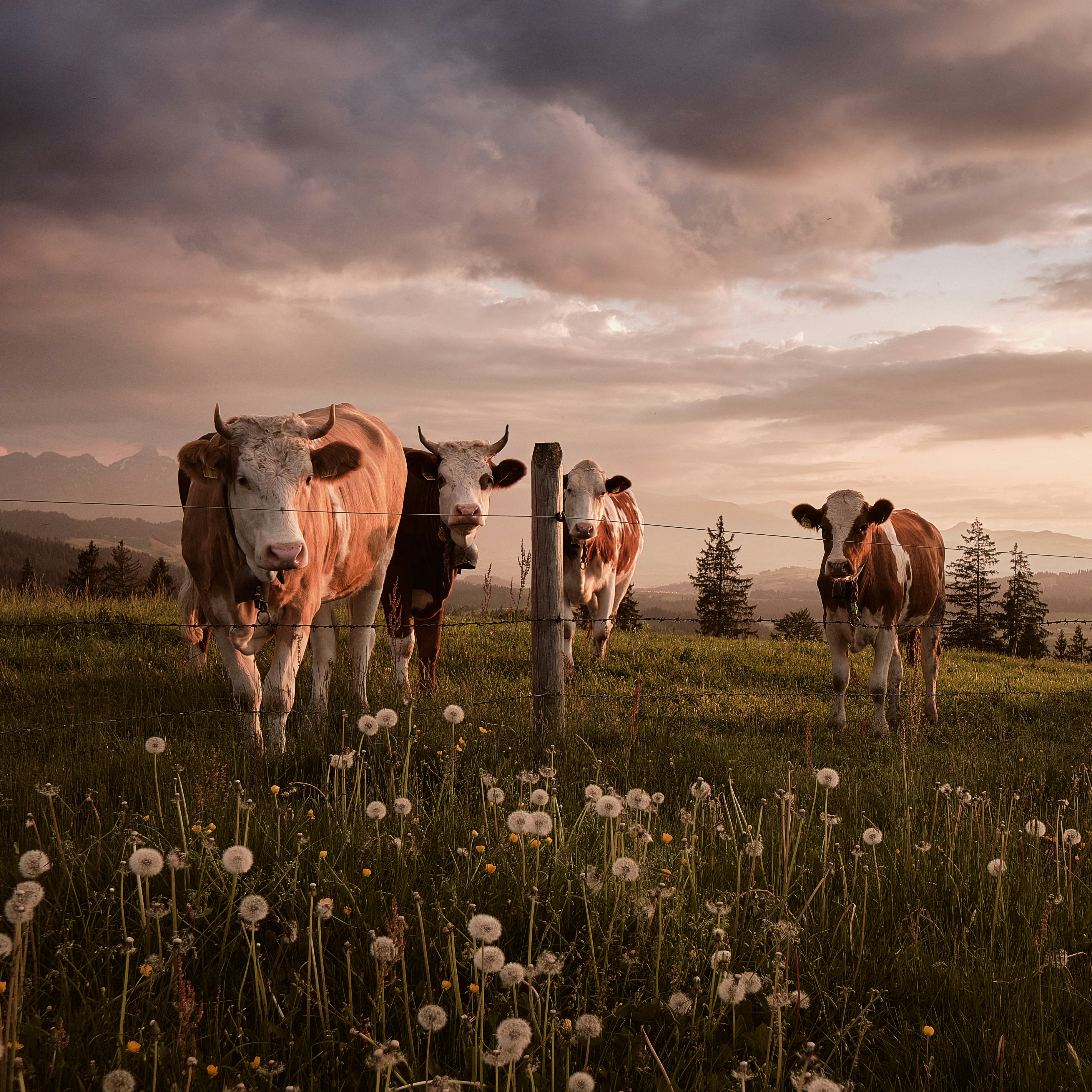 Photo by fabianbetto