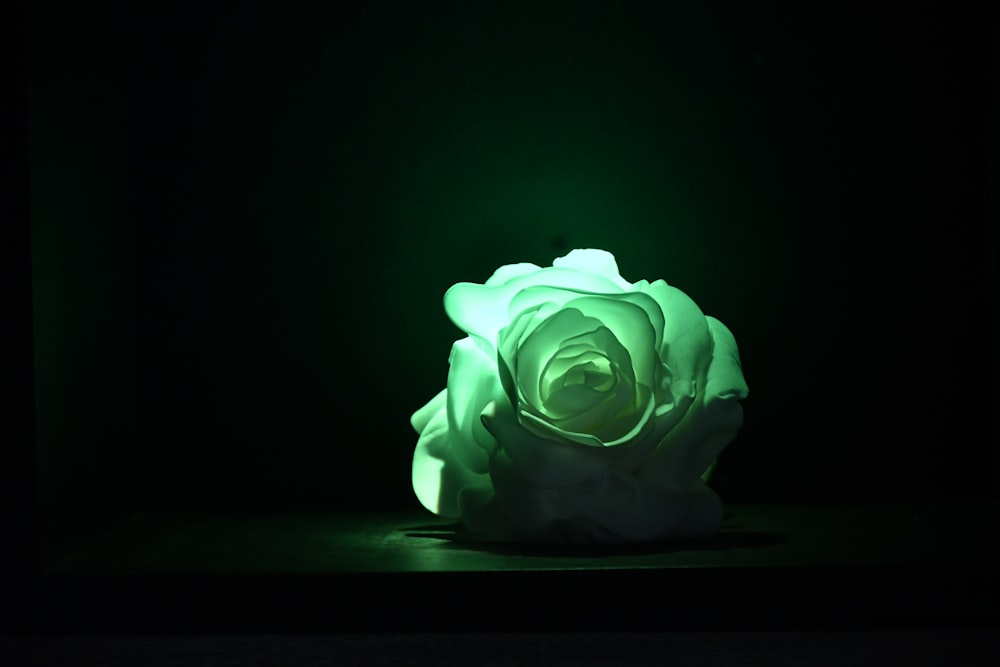 una rosa blanca sobre un fondo negro