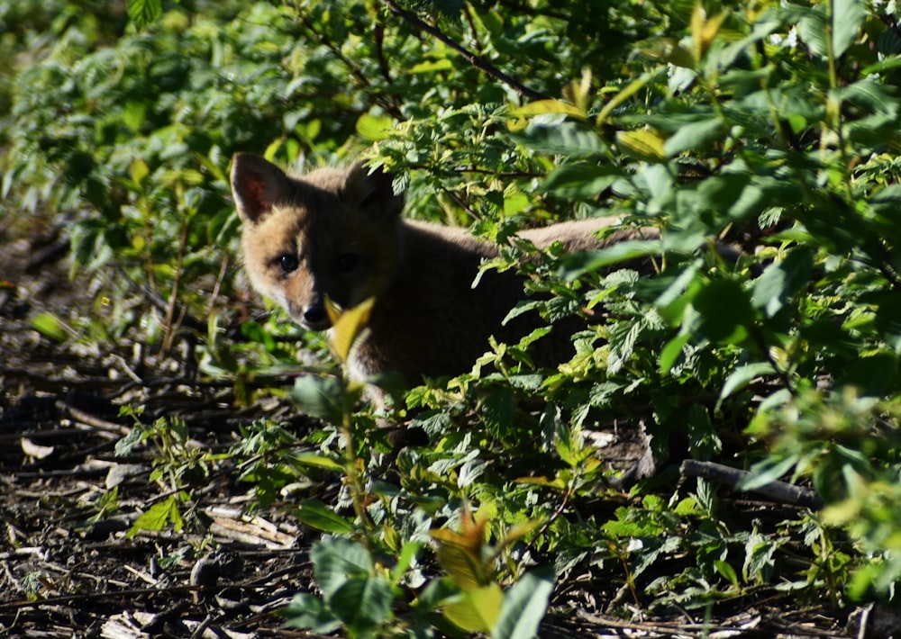 a cat in a bush