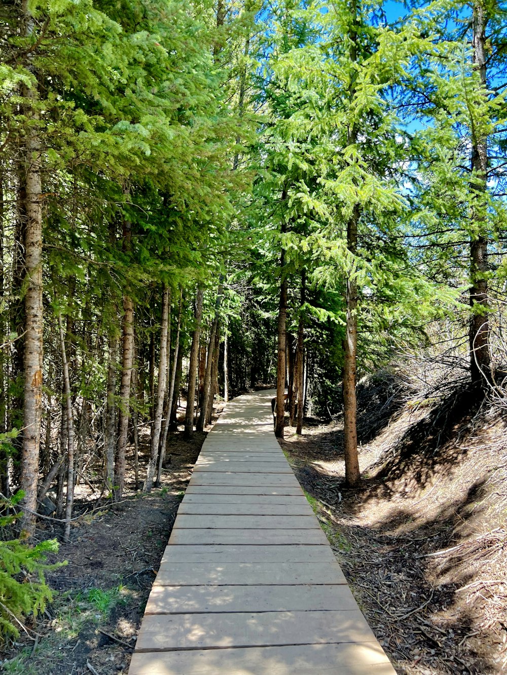 a wooden walkway through a forest