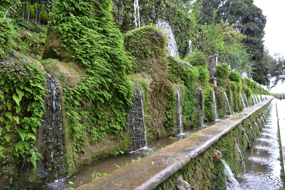 a stream with a waterfall and trees