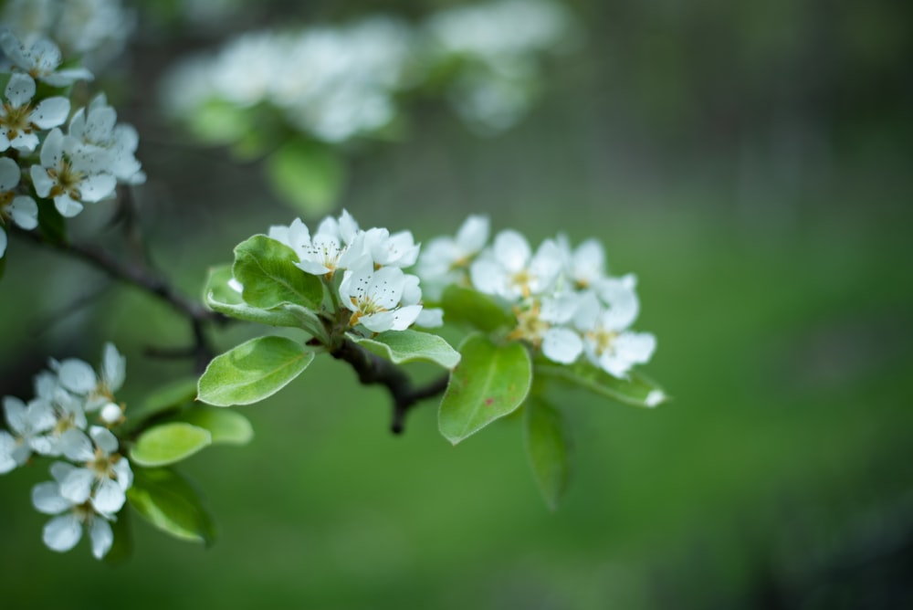 a close up of a plant with white flowers