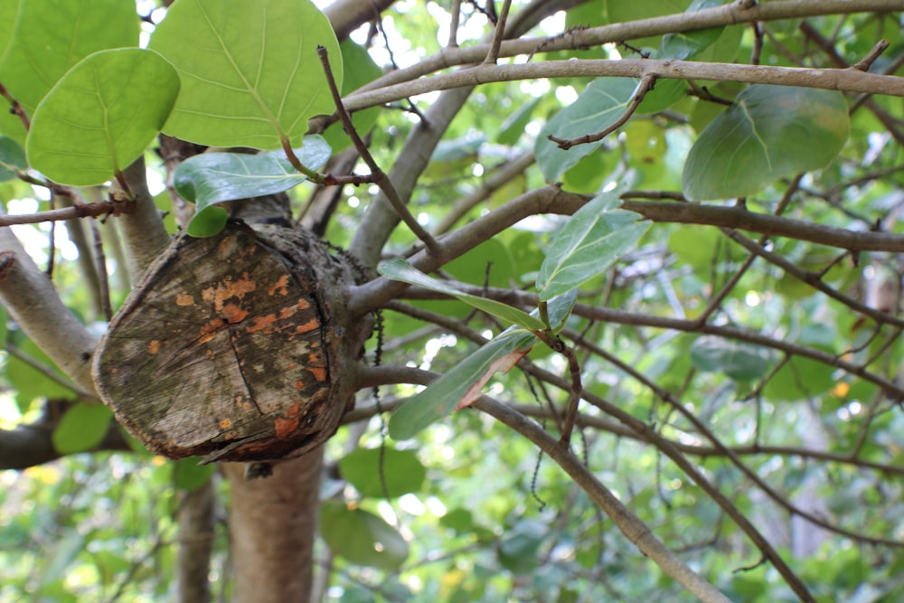 a butterfly on a tree branch