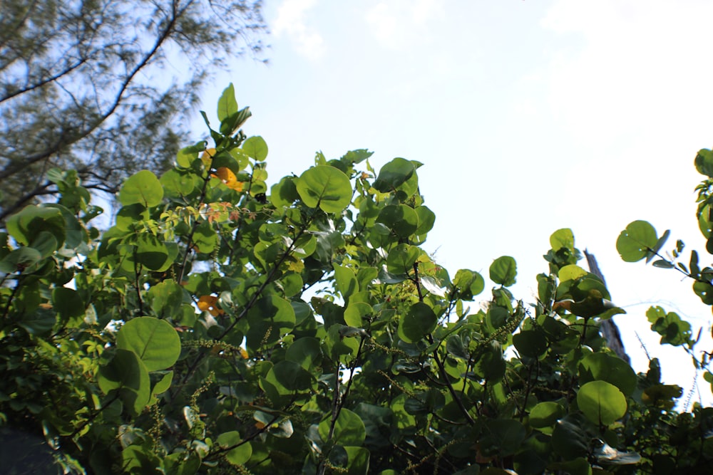 un árbol con hojas verdes