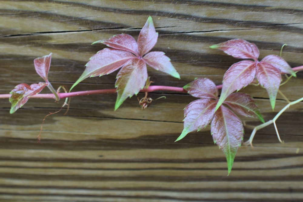 a group of pink flowers