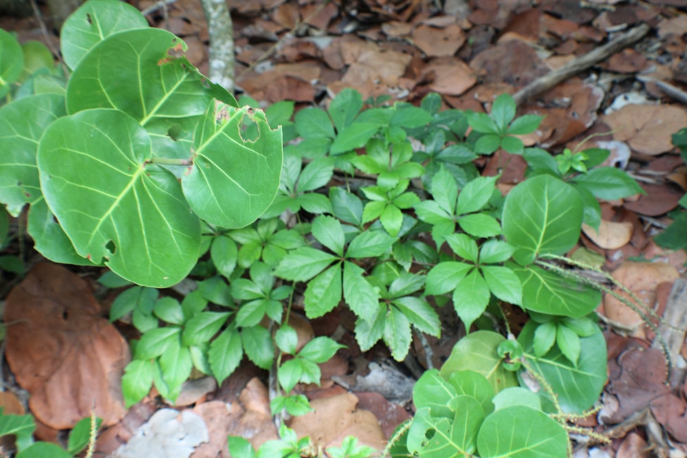 a group of green leaves