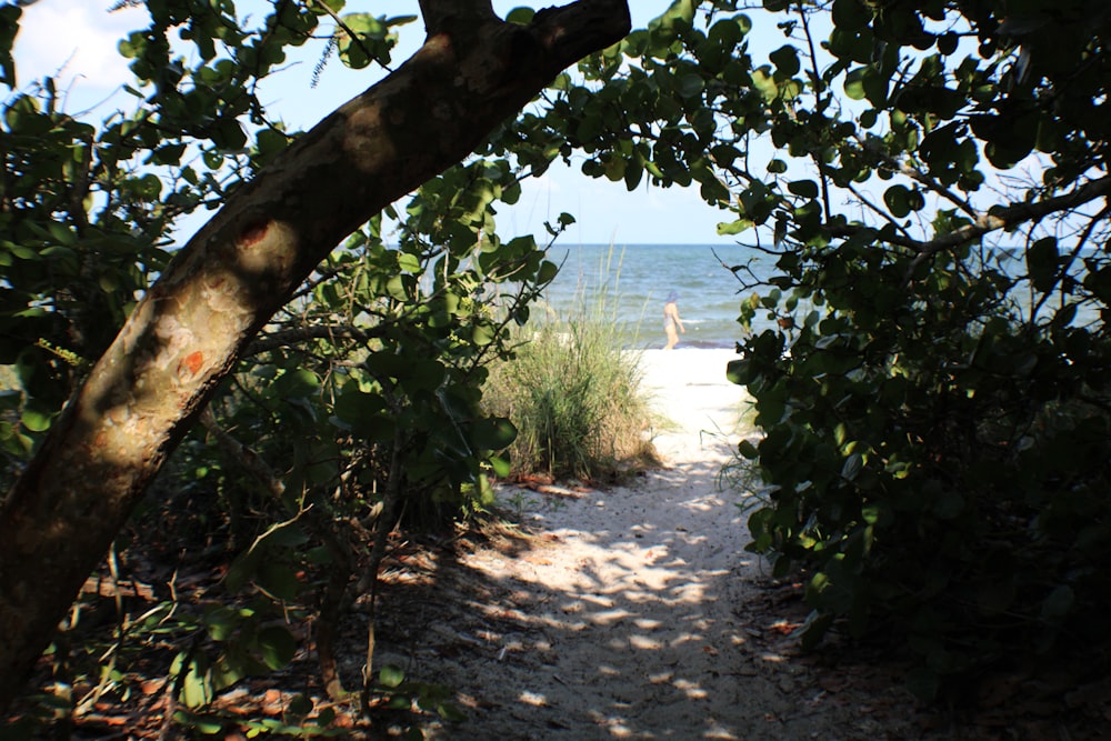 a person walking on a path by a beach