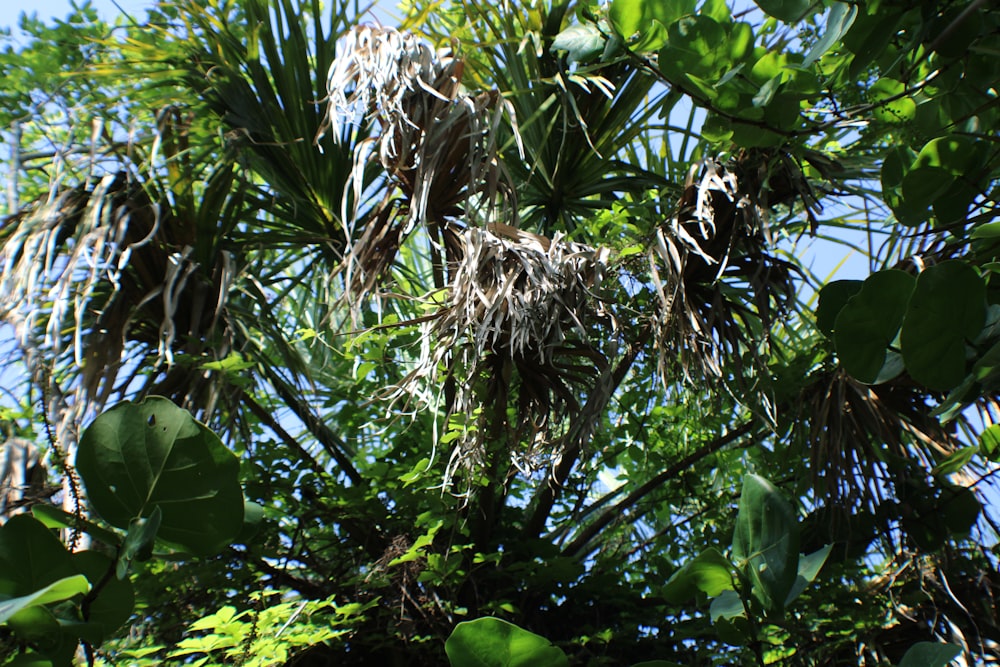 a tree with many birds in it