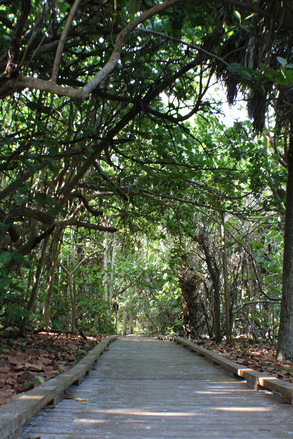 a path through a forest