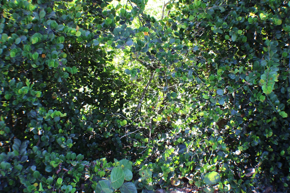 a bush with green leaves