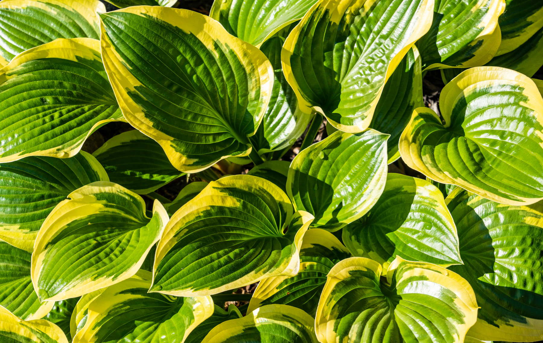 Overlapping hosta leaves, dark green with wide yellow edges and deep ribs, filling the frame