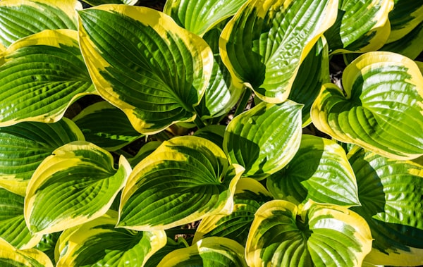 Heuchera Berry Smoothie