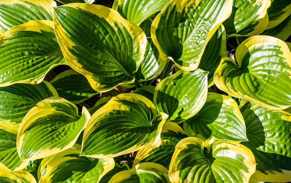 a group of green leaves