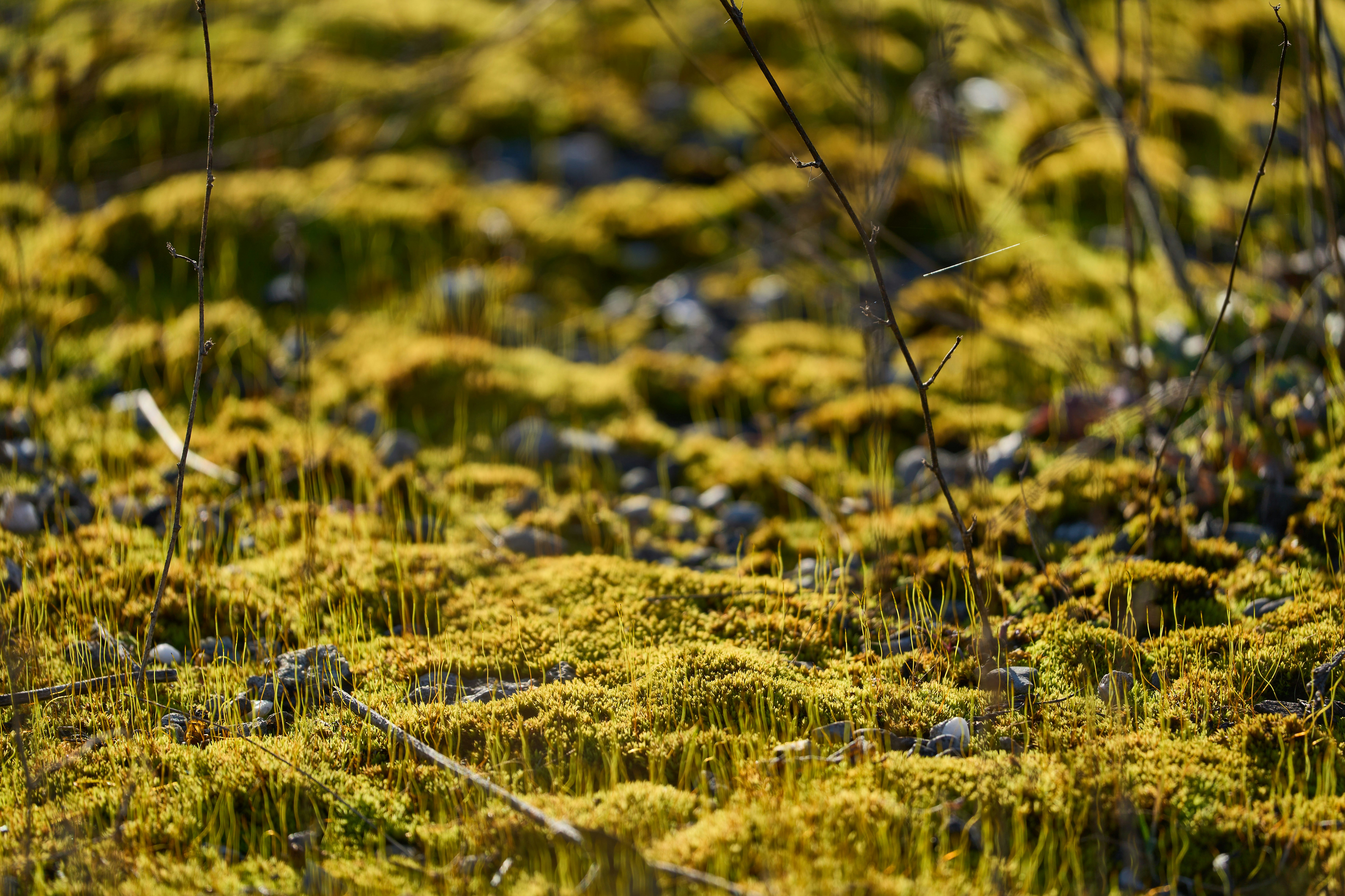 Photo by wolfgang_hasselmann